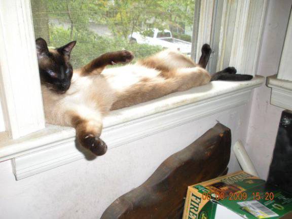 “Belladonna worships the sun,” said reader S.Raven Diamant. “She follows it all around the house, from window to window.”