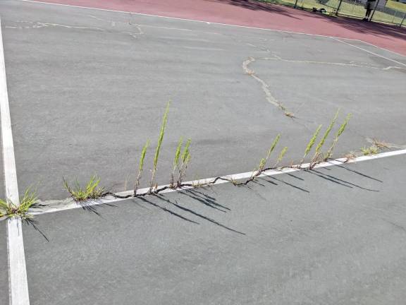 Shocking neglect renders tennis courts unusable