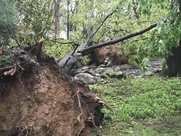 Storm uproots two big trees in a row