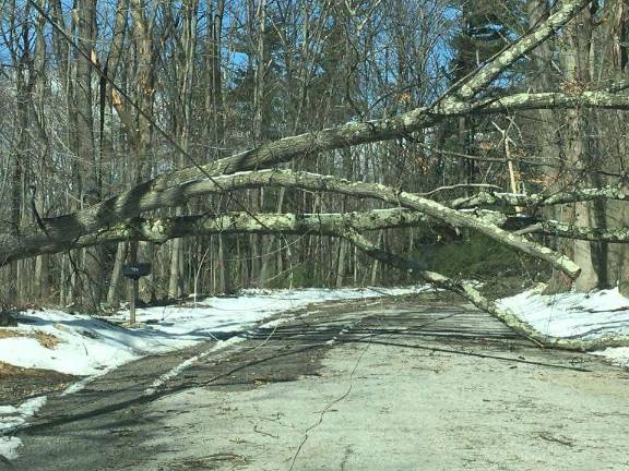 Wind felled tree blocking the road Photos by Laurie Gordon