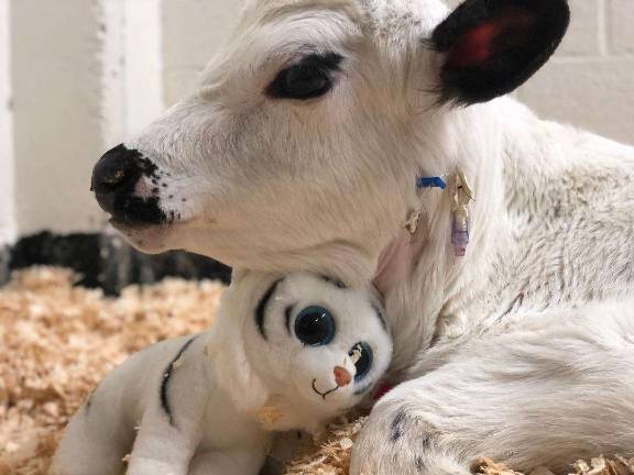 Trevor, the calf, is safely recovering at a hospital after a multi-state rescue journey, thanks to Skylands Animal &amp; Rescue. (Photo provided).