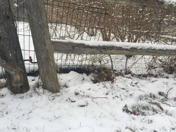 The backyard fence that Lily wriggled under to escape Photo by Rose Sgarlato