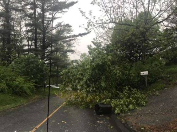 Fallen tree blocks half the road on North Shore Trail