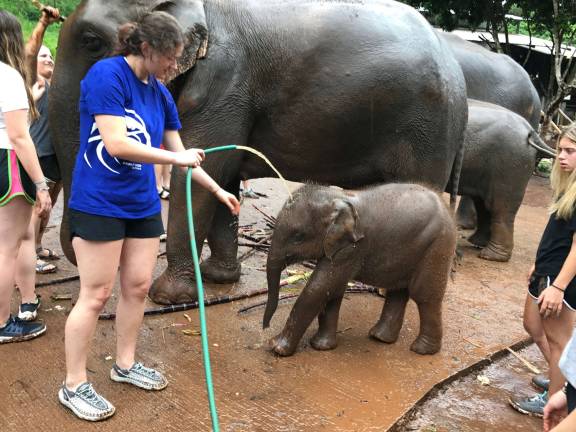 Working at the elephant farm