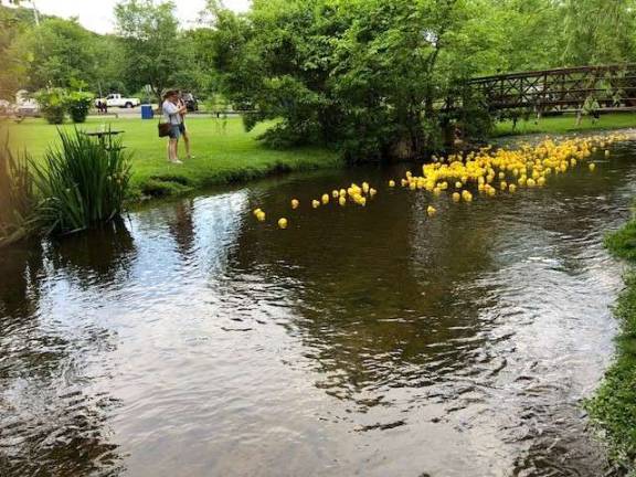 Here they come in a blaze of yellow