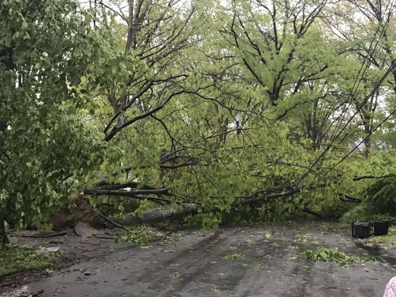 Fallen tree blocking the entire roadway