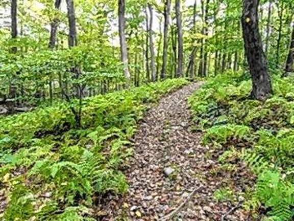<b>Trail in the newly acquired addition to Allamuchy Mountain State Park. (Photos provided)</b>