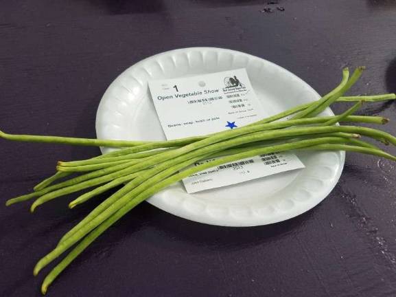 Prize-winning green beans entered by John Galiano, on display in the Greenhouse. Photos by Mandy Coriston