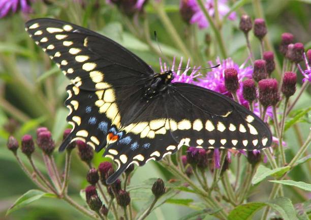 Black Swallowtail, New Jersey's State Butterfly Photo provided