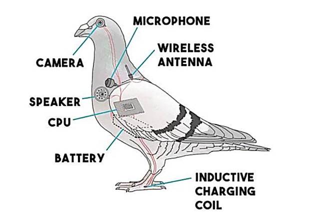 A satirical meme of a “surveillance bird.”