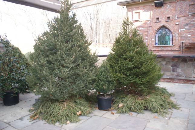 Trees for sale at t6he Mohawk House