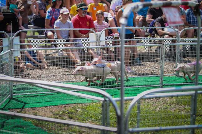 Hot Dog Pig Races at the fair.