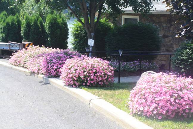 Can you say 'Supertunia Vista Bubble Gum Petunias' before driving past?