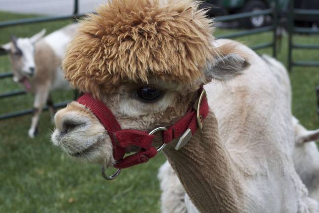 Petting zoo at Crystal Spring's Harvest Festival.