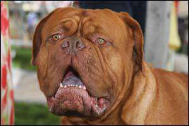 Big dogs, little dogs...dogs of every sort