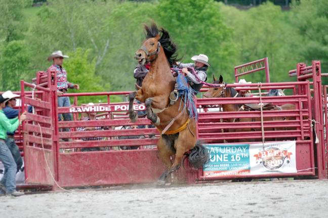 An ornery horse rears up on it's hind legs trying to shake off a rodeo cowboy during the bronco riding contest.