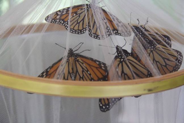 The event’s butterflies, placed in delicate tulle cages, await their release
