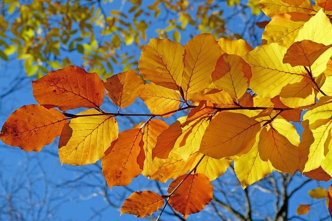 Fall festivals