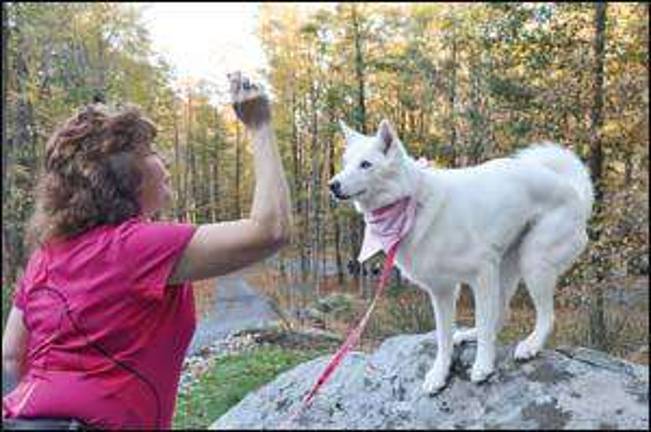 Healing Huskies