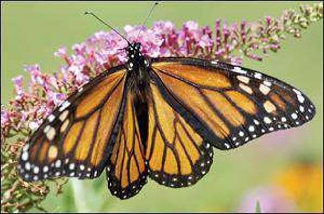 Butterflies in bloom