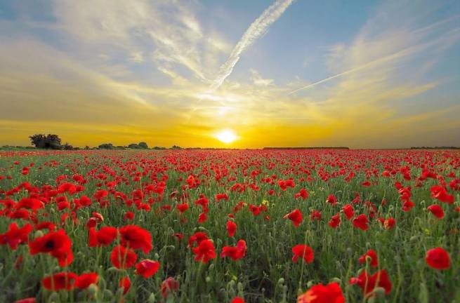 A field of poppies.