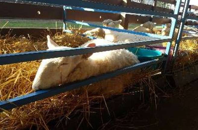 Even blue ribbon ewes need their beauty sleep! Be careful not to wake this prized sheep if you visit Barn 4.