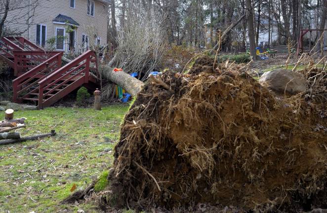 The tree that smashed into Ken Johnson's deck on Nature's Way.