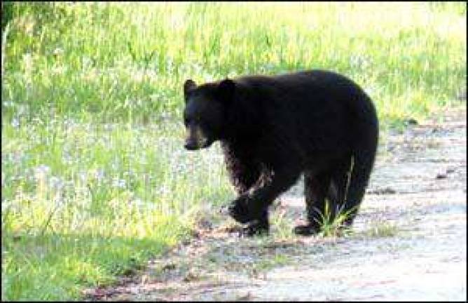 Learn about New Jersey's black bears