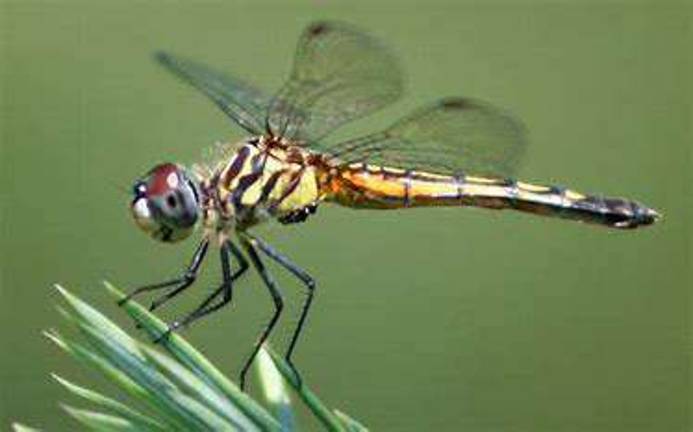 Dragonfly — June 10