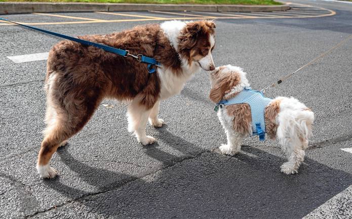 Two dogs check each other out.