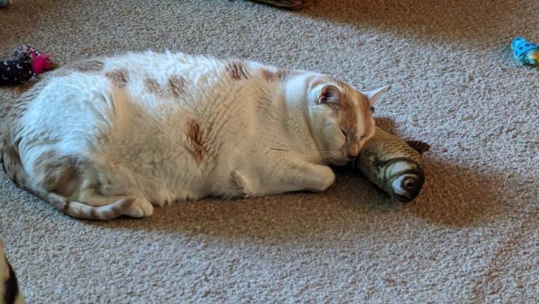 Bailey snoozes on a fish pillow. Photo submitted by Ted Olszowski.