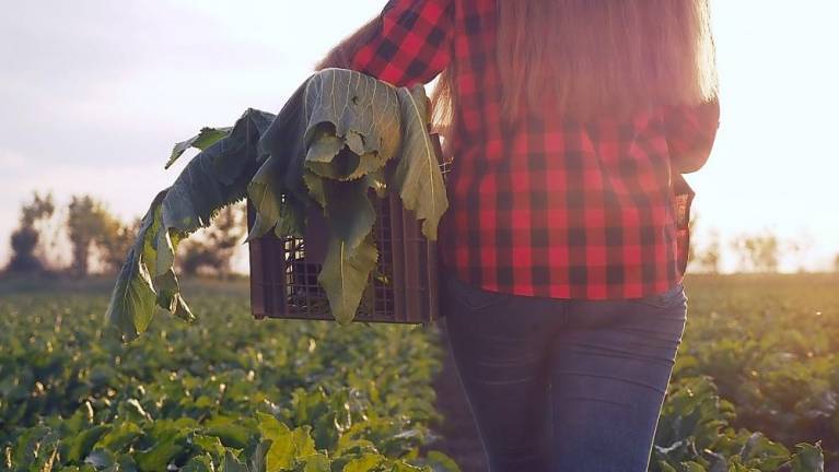 Agricultural scholarships are now available