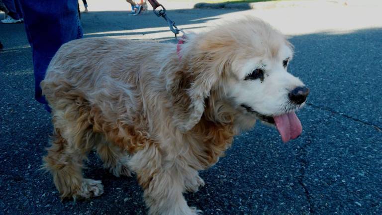 Ginger, a 17-year-old spaniel Photos by Meghan Byers