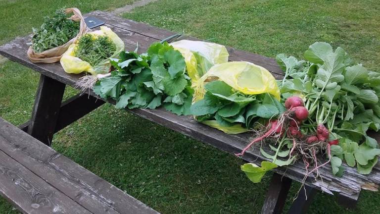 Produce from a past Vernon UMC Community Garden (Vernon UMC)