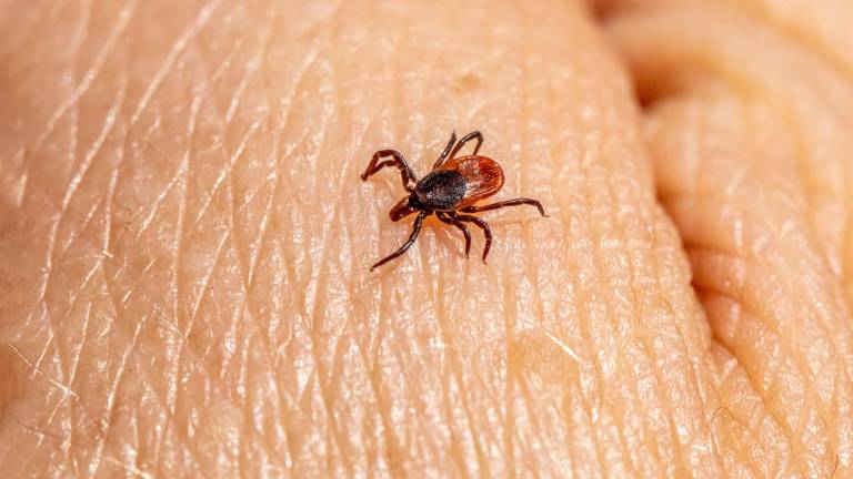Infection rates for Lyme disease, anaplasmosis, ehrlichiosis, Powassan virus, Alpha-gal Syndrome and other serious tickborne illnesses have held steady or risen year-over-year through much of the New York-New Jersey-Pennsylvania tri-state. Photo by Erik Karits via Unsplash.
