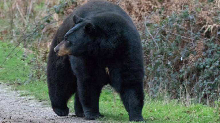UPDATED: Black bear hunt resumes