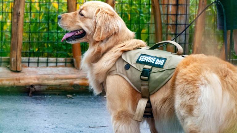 Under the federal Americans with Disabilities Act (ADA<b>)</b>, service dogs are permitted in public places, including restaurants, supermarkets, hotels, hospitals and shopping centers — even those with no-pet policies. These animals are trained to perform specific tasks for people with disabilities, such as guiding the blind, alerting to medical emergencies or assisting with mobility. Photo by Andy Luo via Unsplash.