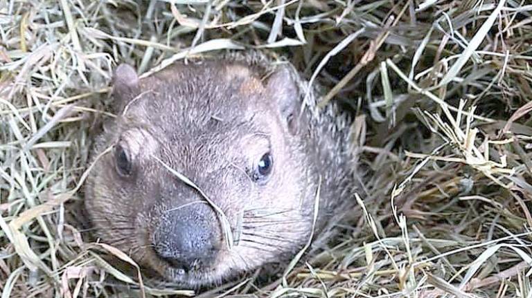 Stonewall Jackson V predicts an early spring on Groundhog Day (Photo provided by Space Farms)