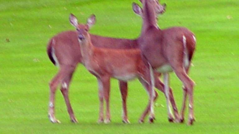 A family of deer observe the play of golfers on the 3rd hole fairway at the 9 n Dine Golf Tournament at the Black Bear GC.